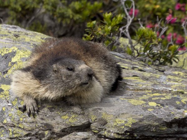 Marmotte - que veux-tu ?