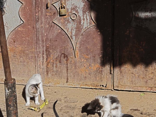 Marrakech, les chats…